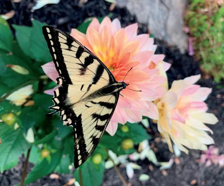 Papillon