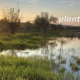 Inventaire de plantes aquatiques - Lac Nicolet - Été 2017